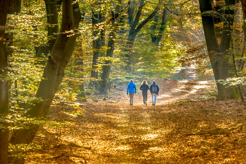 People strolling on Walkway in autumn forest with colorfull fall foliage in hazy conditions. Veluwe, Gelderland Province, the Netherlands.